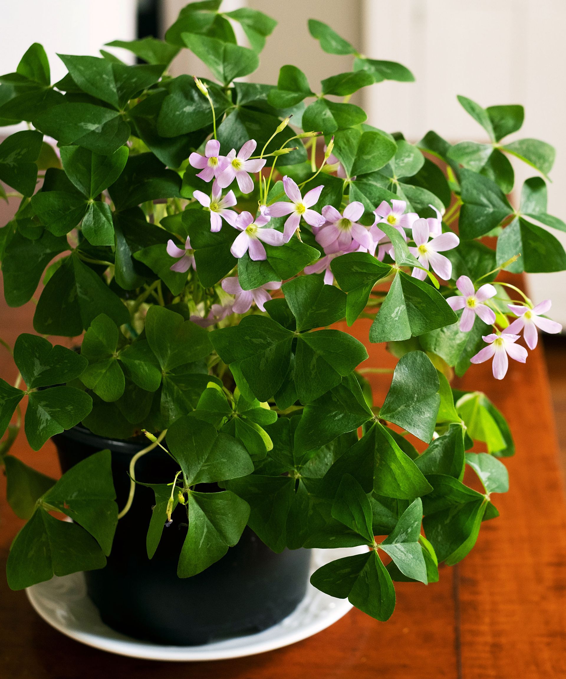 The best indoor plants that flower all year round Livingetc