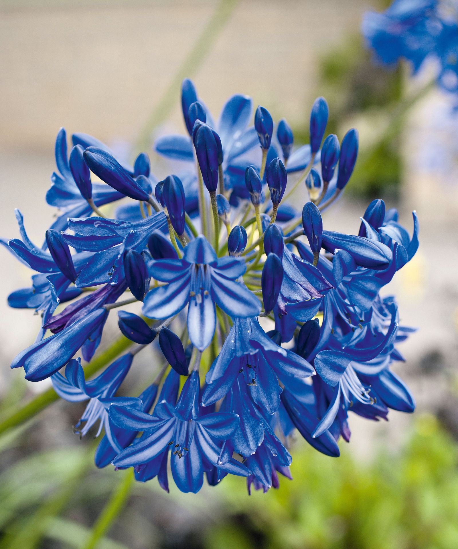 Best low maintenance plants 50 fussfree growers for your plot Gardeningetc