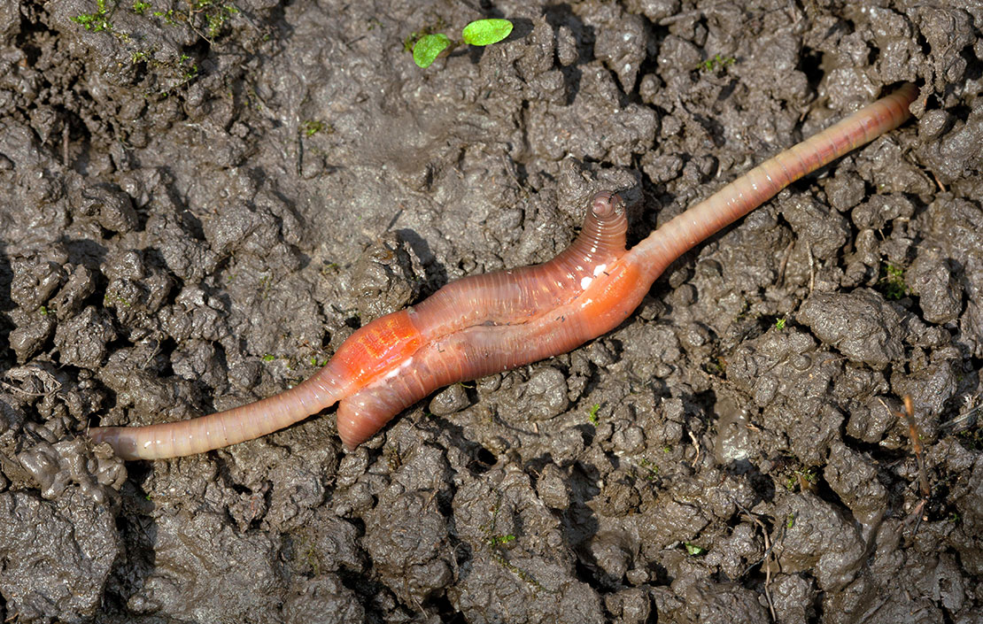 The sexual coupling of earthworms