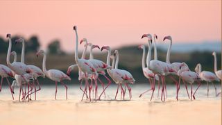 Greater flamingos with a pink sky