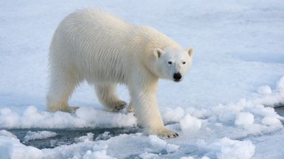 A polar bear on ice north of Svalbard, Norway