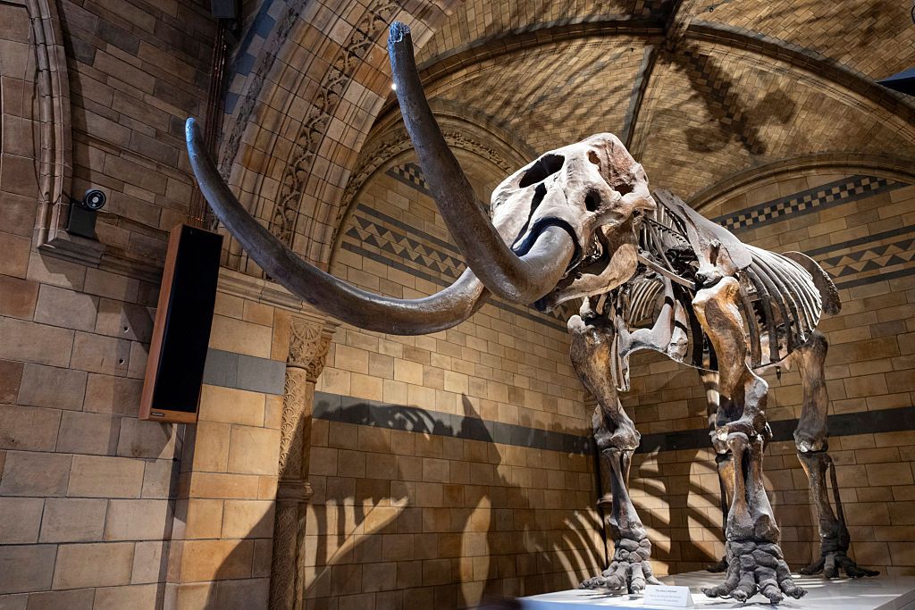A large tusked skeleton is seen on display.