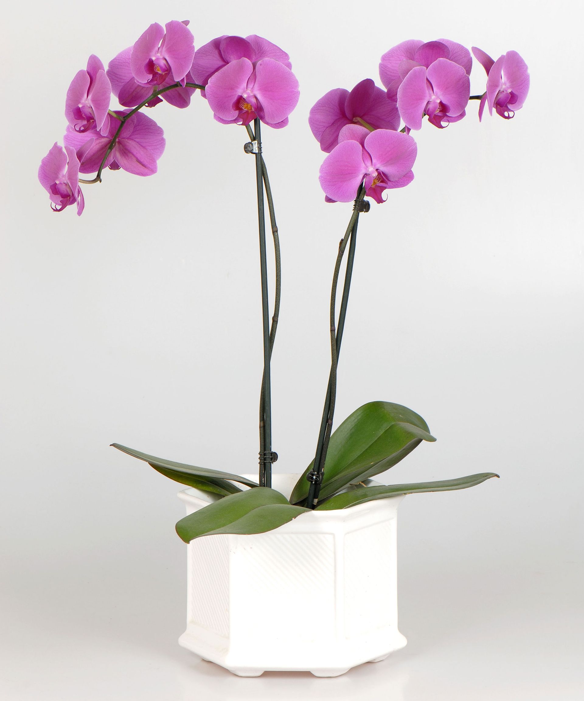 Why are my orchid flowers falling off? Plant experts advise Gardeningetc