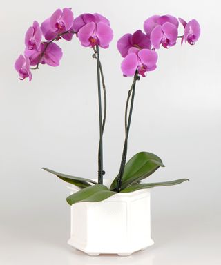 flowering orchid in white plant pot