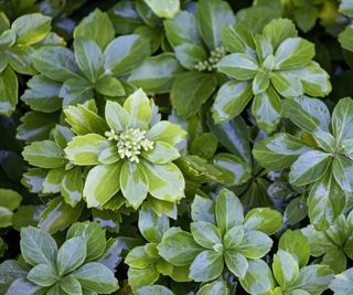 Close-up of pachysandra or Japanese spurge