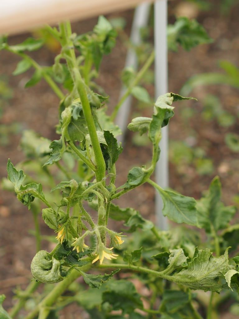 Tomato fusarium wilt