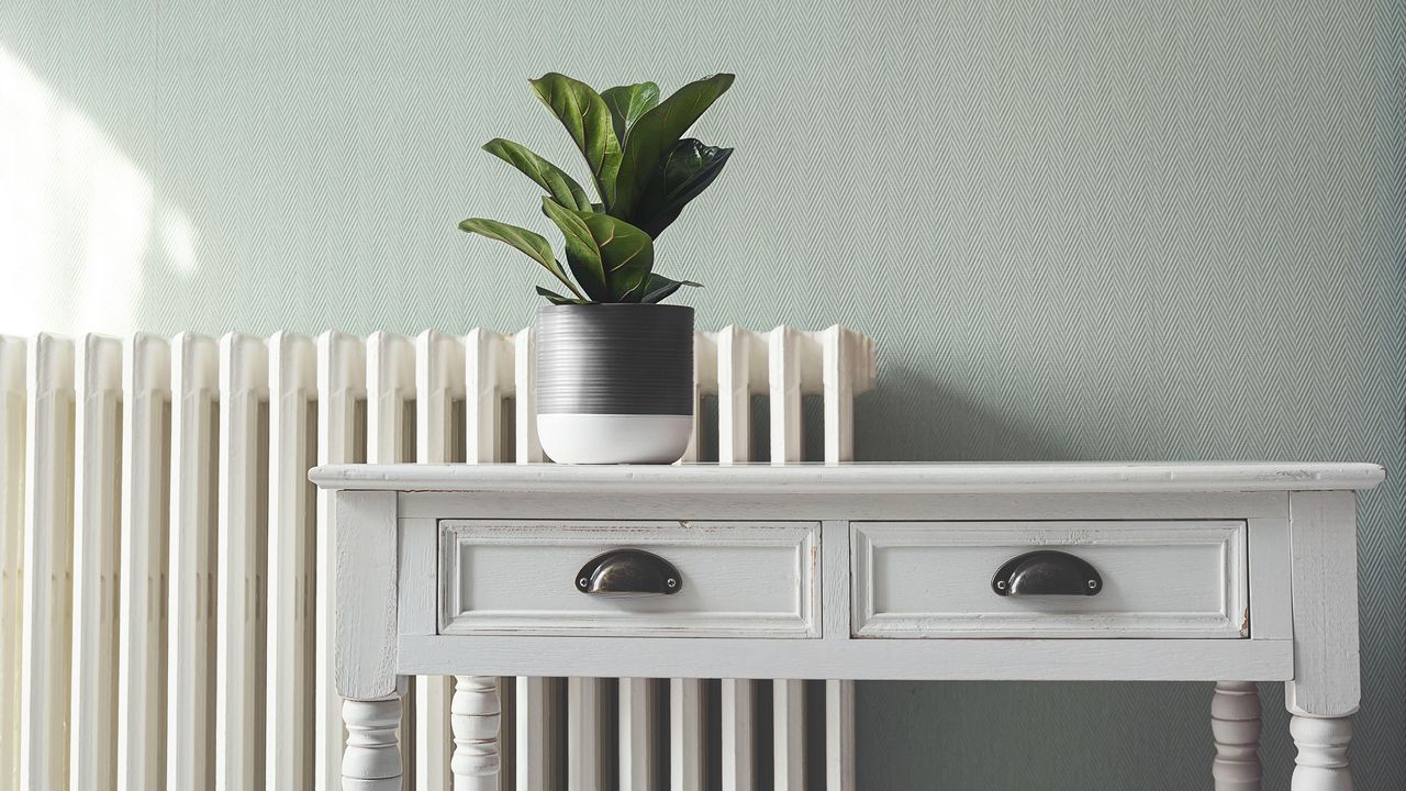 Ficus Lyrata or Fiddle Fig on the white table in a room with green walls in front of a radiator