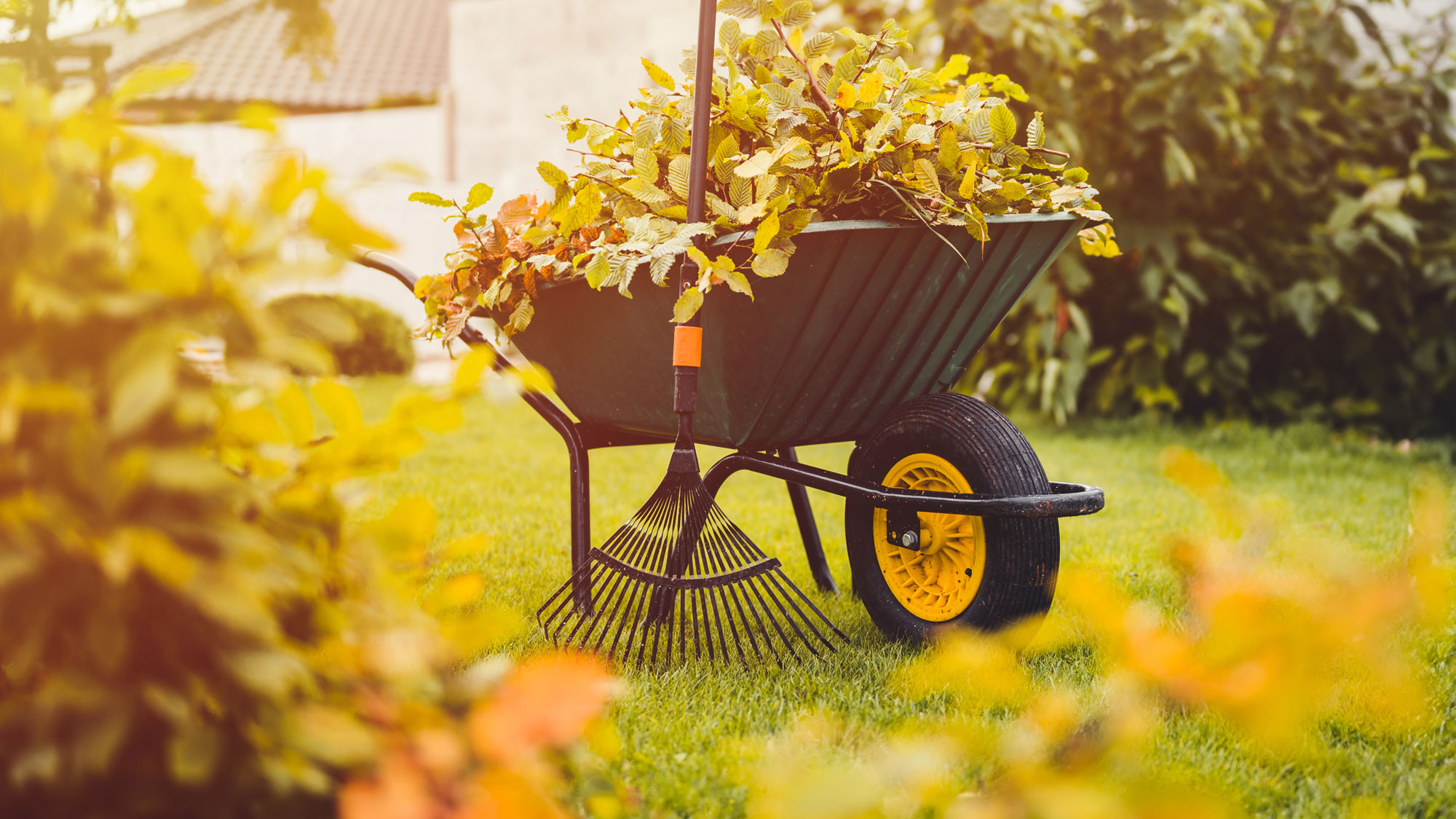 lawn care with wheelbarrow and leaves and rake