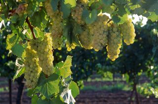 Chardonnay wine grapes