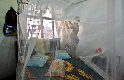 Pregnant woman installs a mosquito net to protect herself from the Zika virus