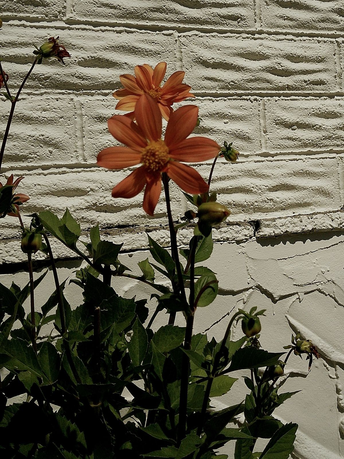 Image taken using the Camp Snap 2