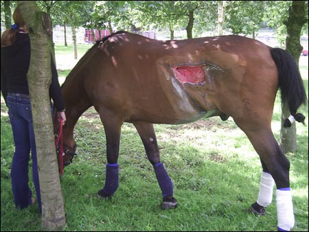 injury1.jpg