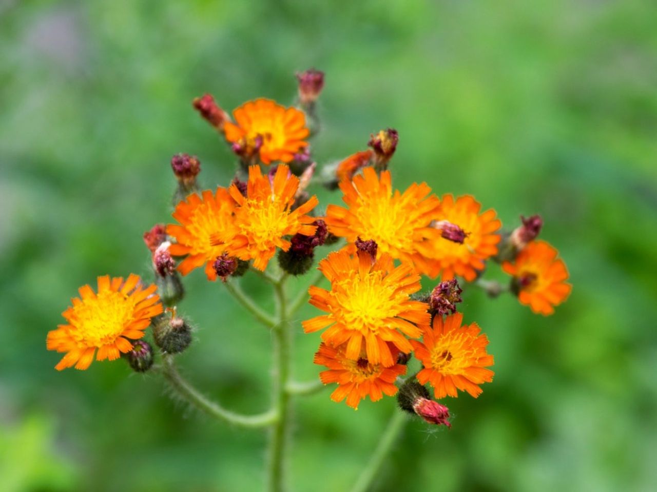 Orange Hawkweed Plants