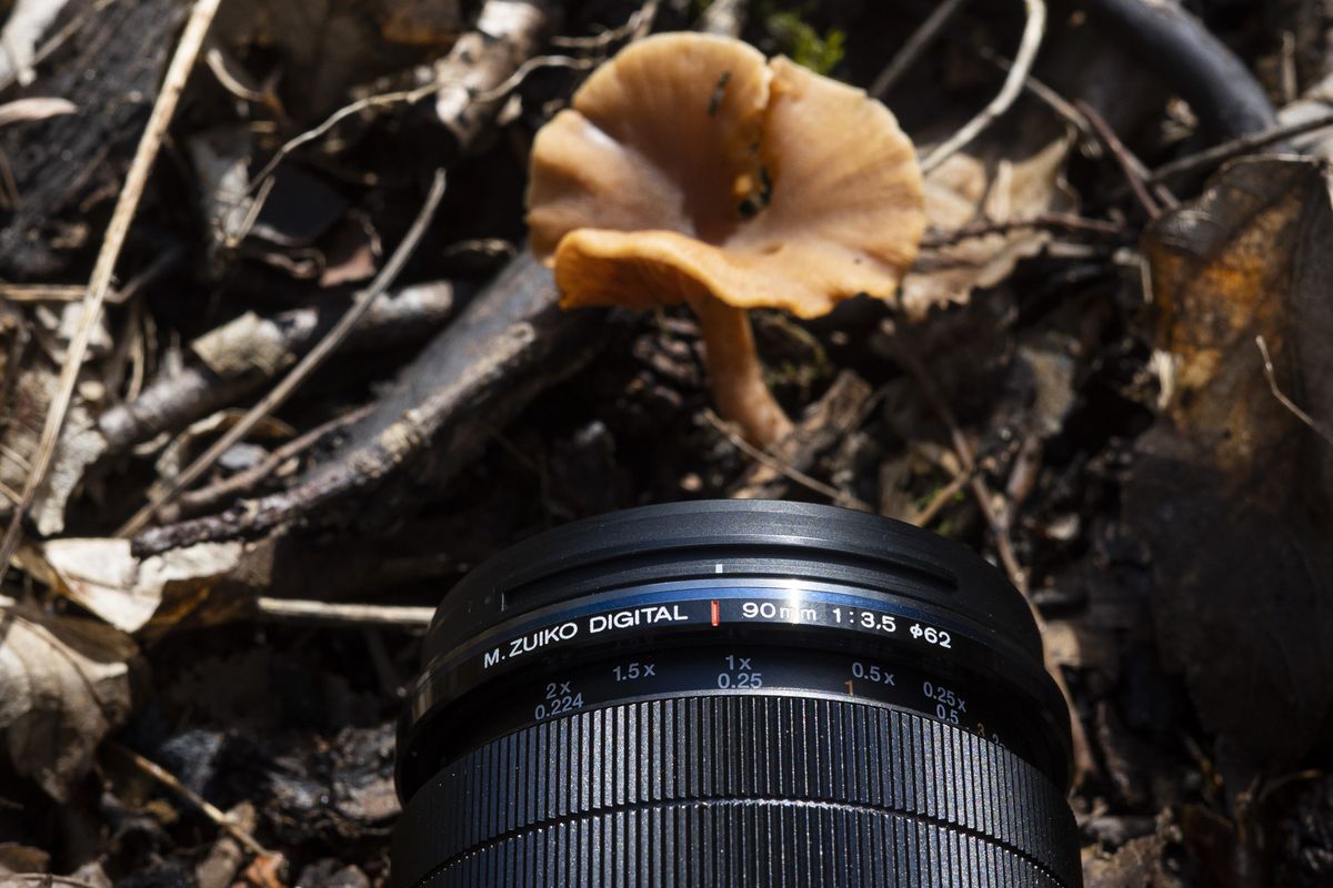 OM System 90mm F3 5 Macro IS PRO Review Macro Photography Magic 