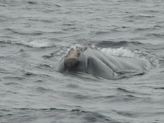 During the expedition, scientists identified four individual right whales, including #3611, seen here, an unnamed male. Taken under NMFS permit #14233.