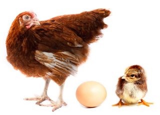 A hen with a hatched chick.