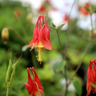 Red Columbine flower