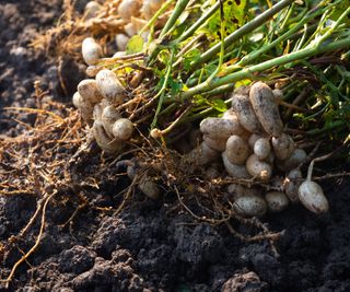 Peanut shells on plant