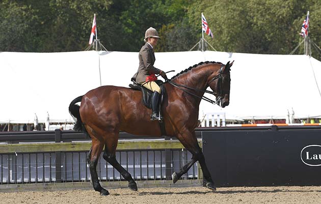 Isle Bright EXHIBITED by Danielle Heath winner of the Novice Hunter during the Royal Windsor Horse Show private grounds of Windsor Castle, in Windsor in the county of Berkshire, UK on 09th May 2018