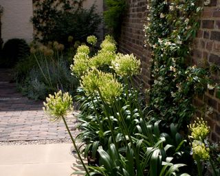 north facing garden with white agapanthus and white jasmine on boundary