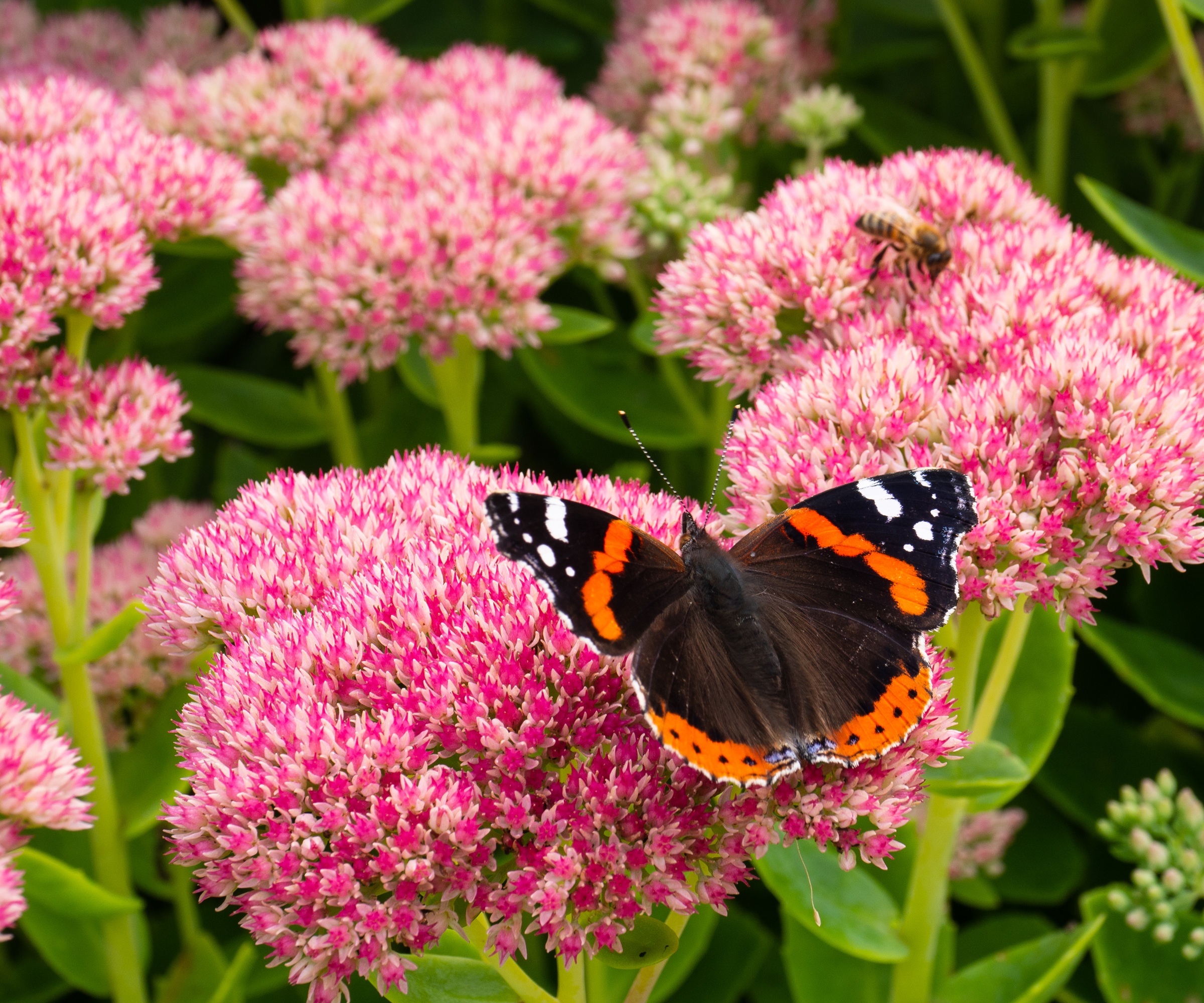 Sedum 'Autumn Joy'