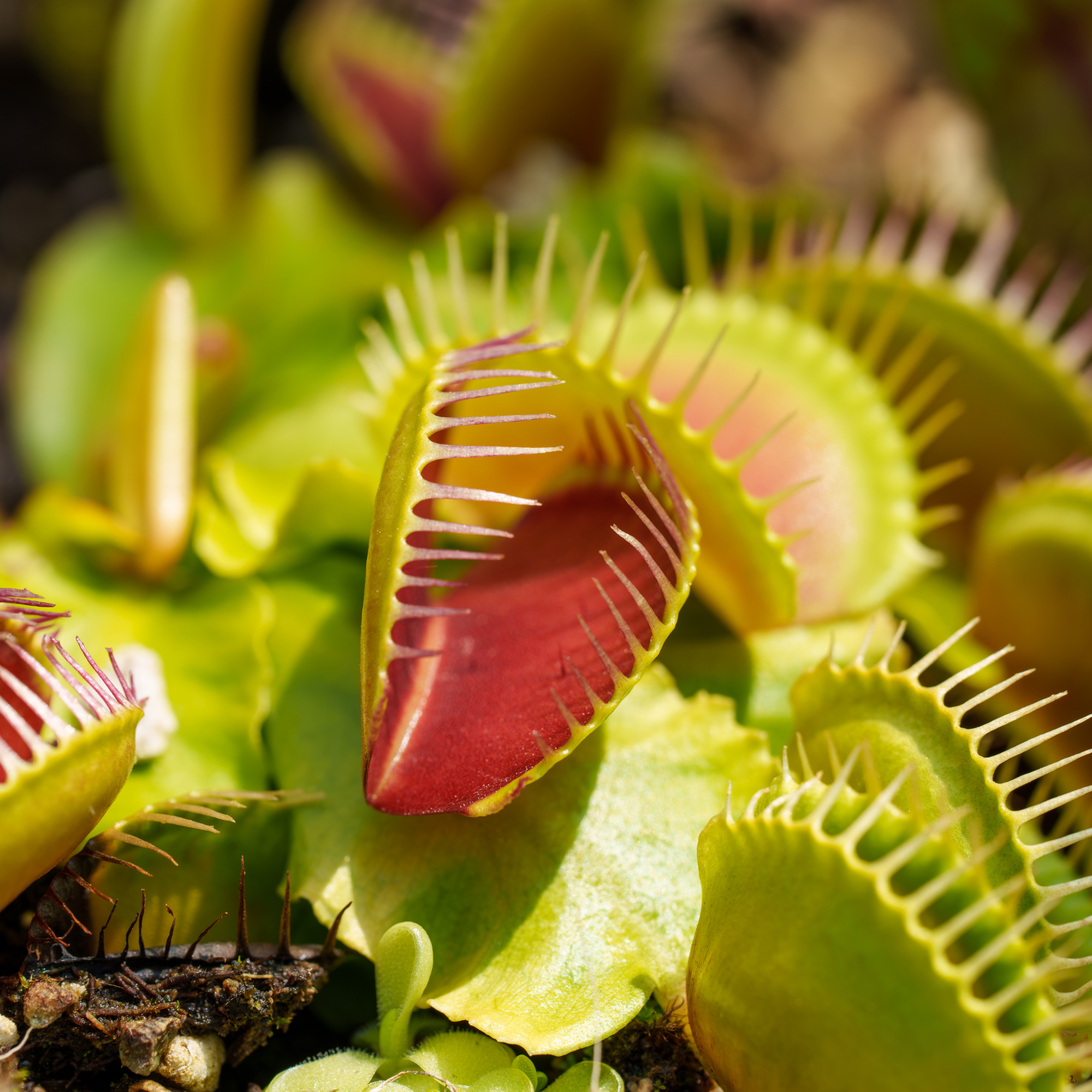 Close-up photo of the carnivorous plant 'Dionaea muscipula' spreading its leaves to catch insects
