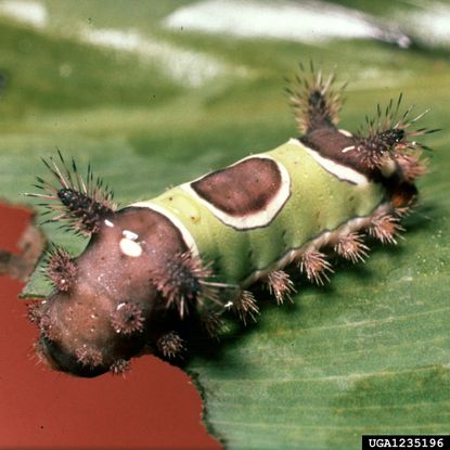 Caterpillar On Green Leave