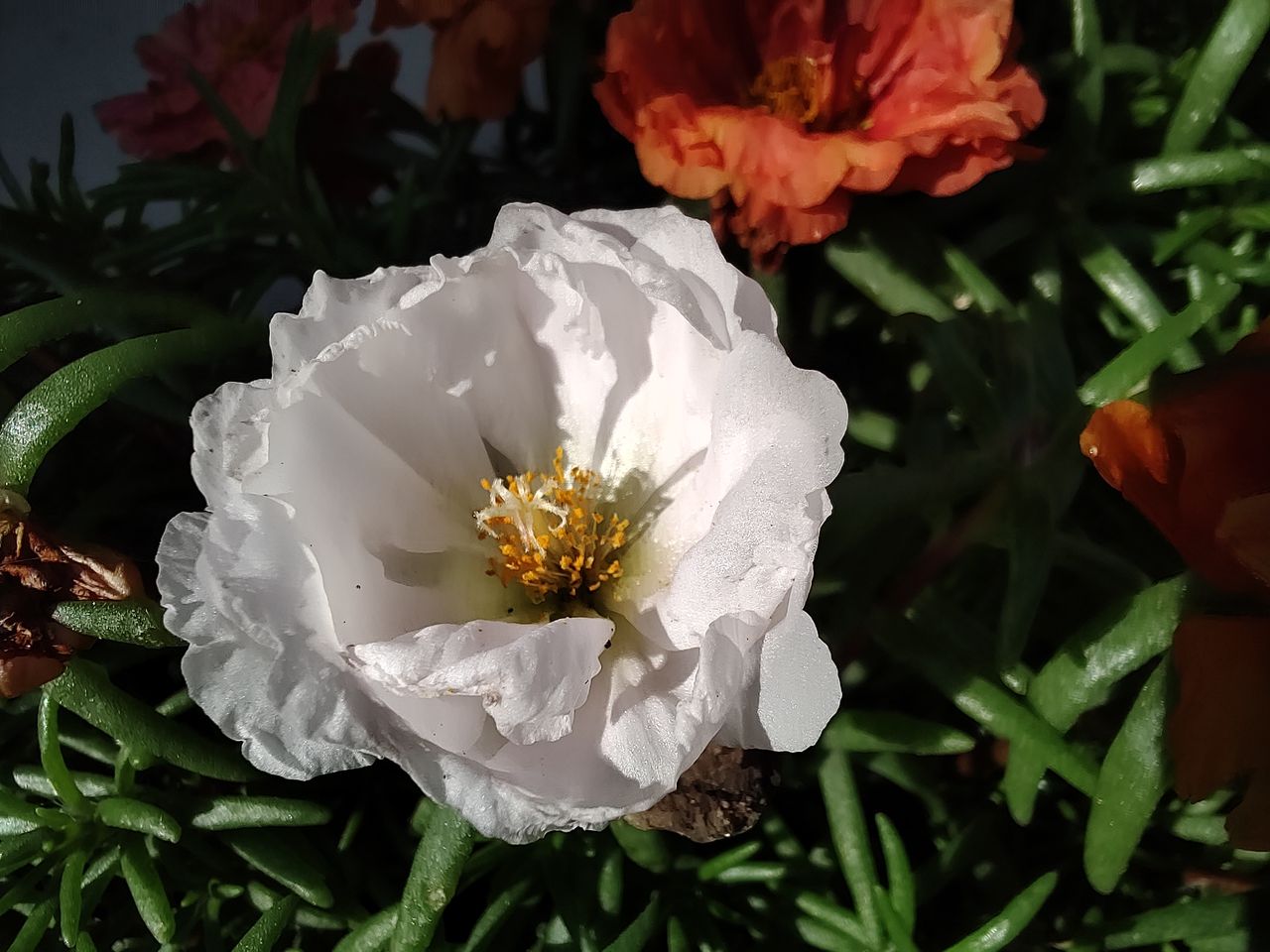 TCL 20 Pro 5G camera samples