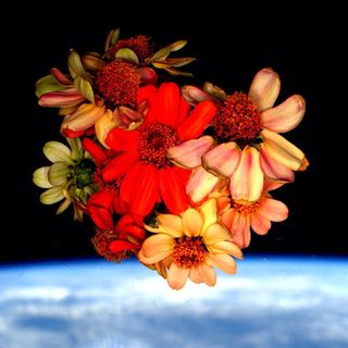 Zinnia flowers in space