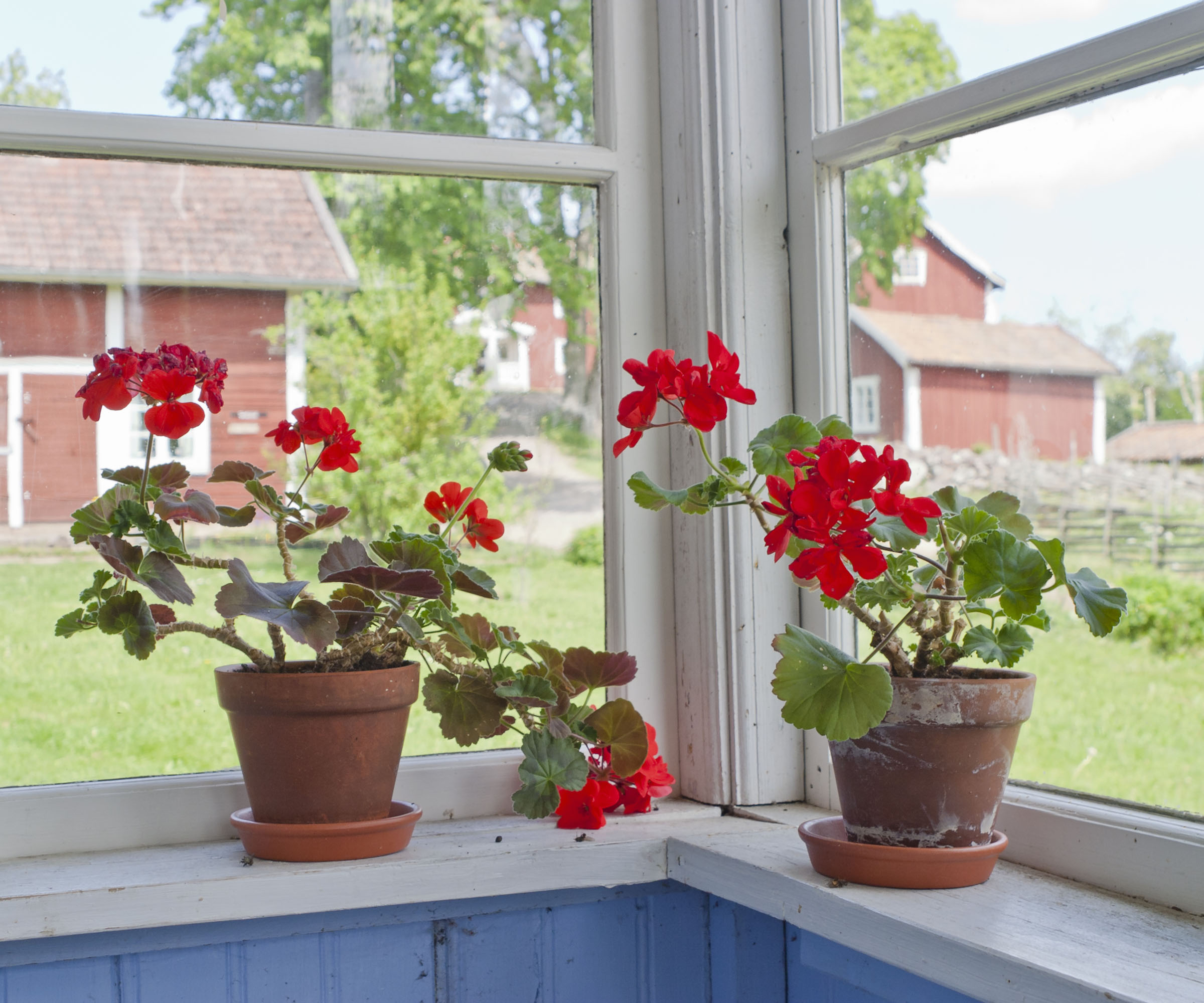 Two potted red geraniums on a windowsill