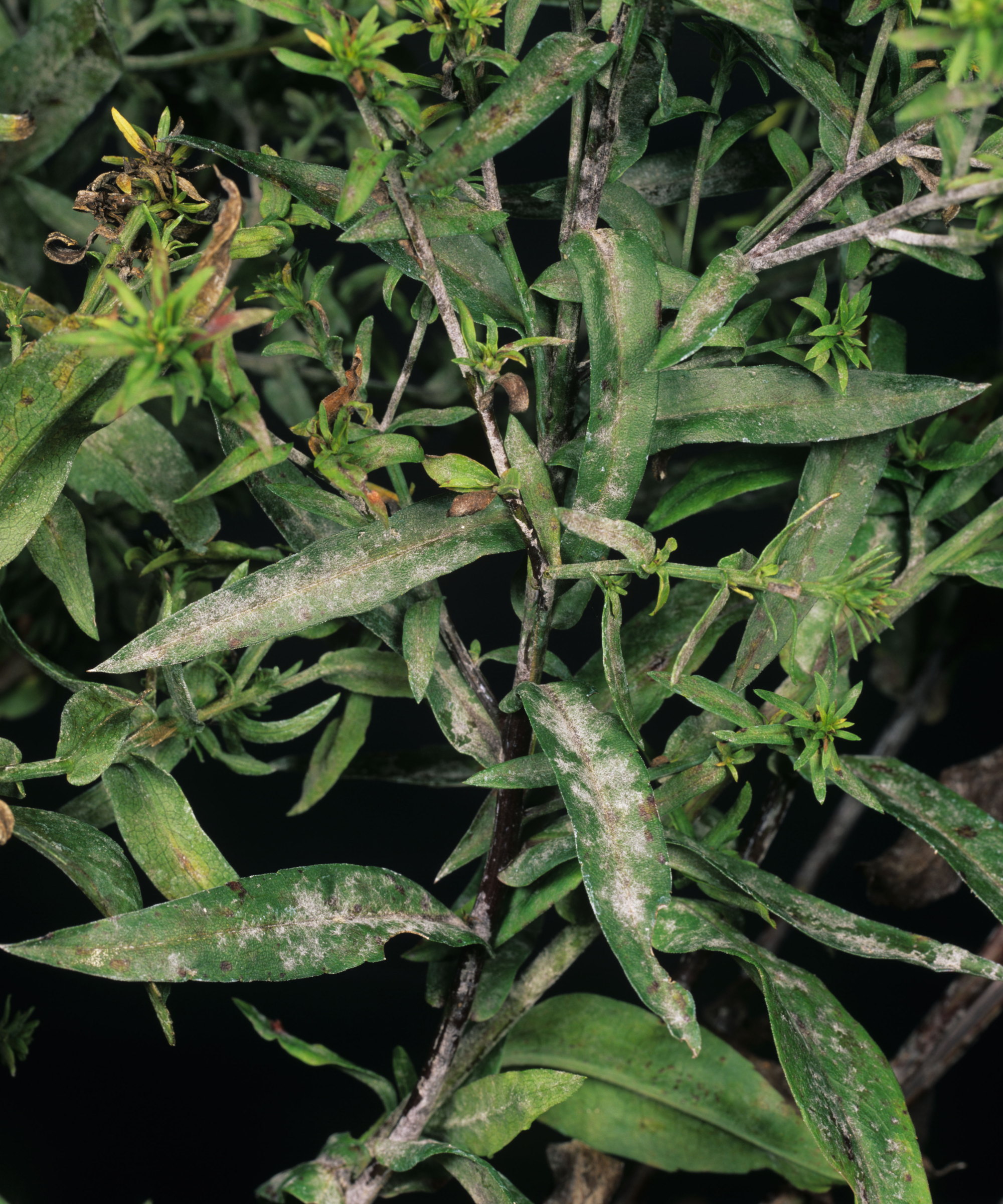 Aster leaves showing symptoms of powdery mildew