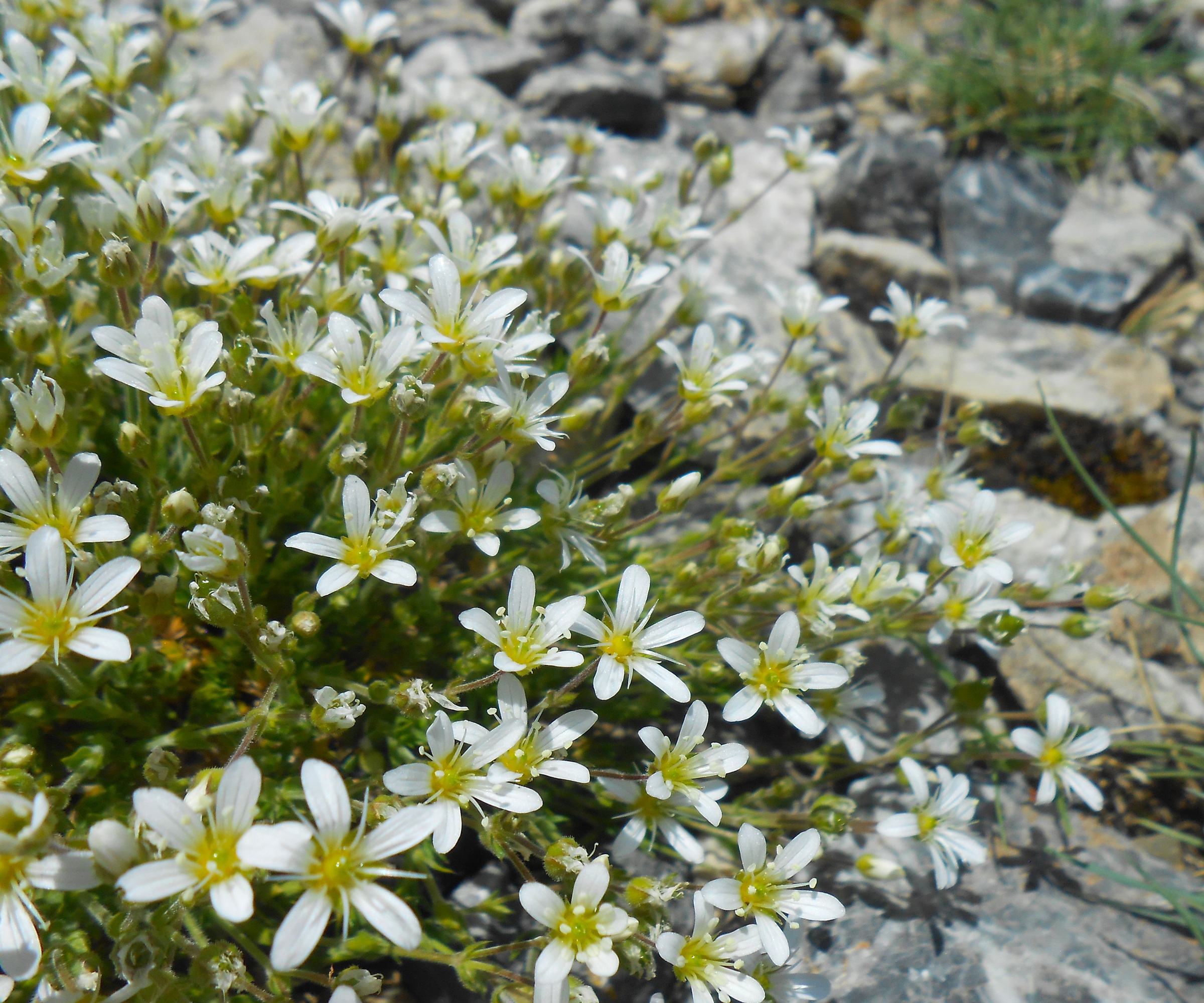Spanish Sandwort