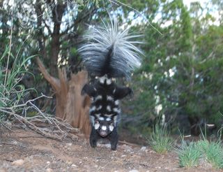 Western spotted skunks perform "handstands" just before they spray.