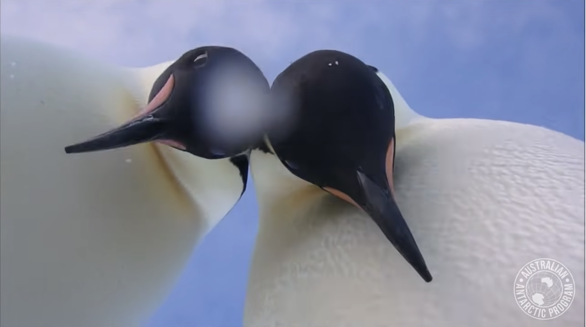 curious emperor penguins