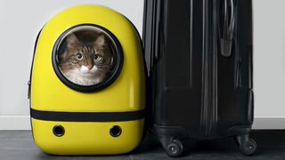 Maine Coon in yellow cat carrier