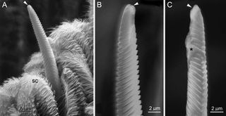 Spindly ribbed structures found on the feet of tarantulas (called foot spigots) looked nothing like the spigots that shoot out spider silk, scientists have found. That suggests the foot spigots are used as some sort of sensory hairs.