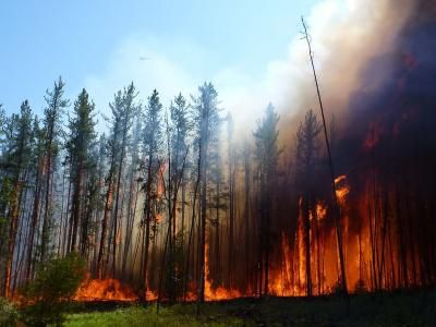 Charcoal from wildfires dissolve in soil and end up in the oceans.