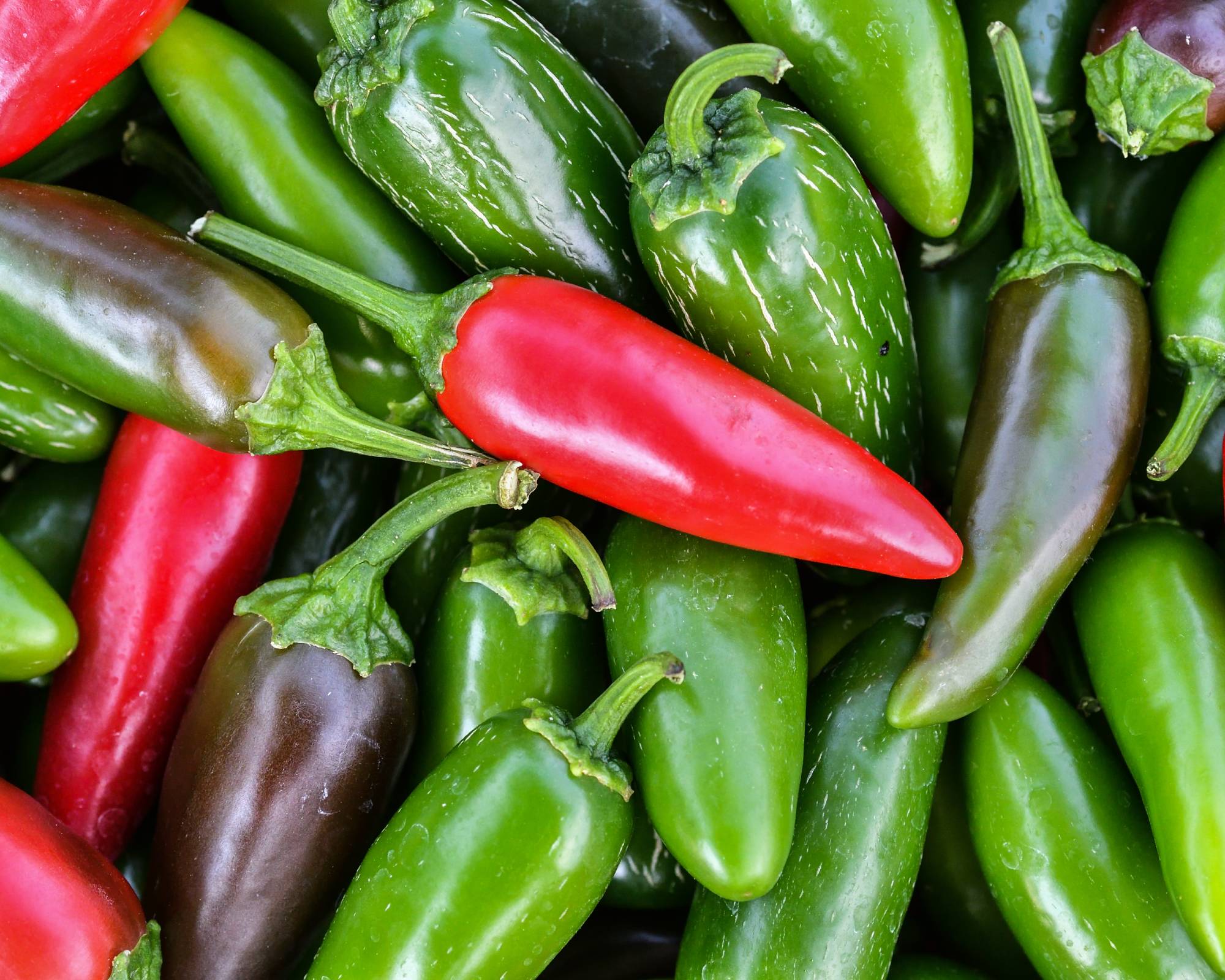 Green and red jalapeno peppers