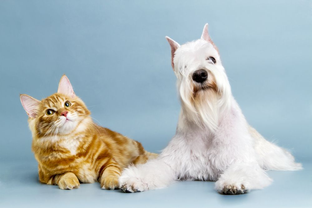 are-cats-smarter-than-dogs-live-science