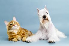 cat and dog
