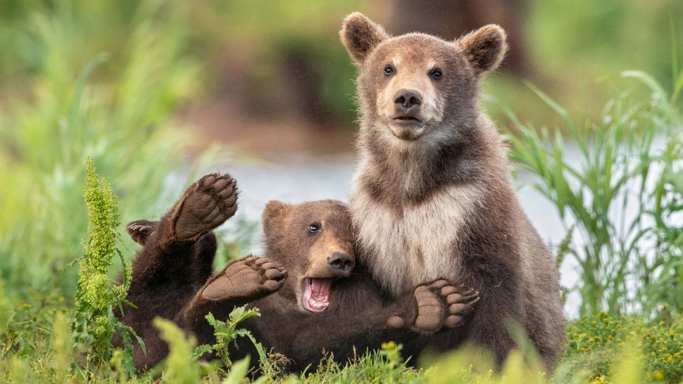 comedy-wildlife-photographer-awards-2020-finalisten