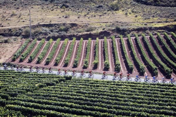 There was one line of vines for every rider