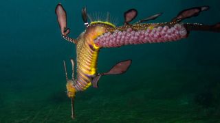 A weedy sea dragon father carries a strand of ruby-red eggs.