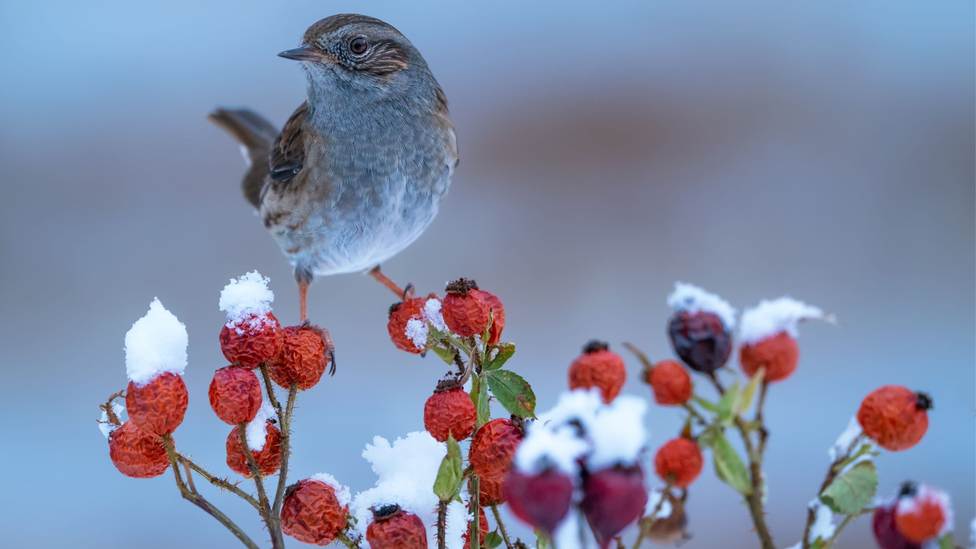 winter berry-bearing plant with bird