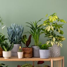 variety of trendy houseplants on table