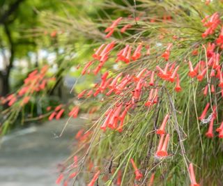 Firecracker plant with red flowers