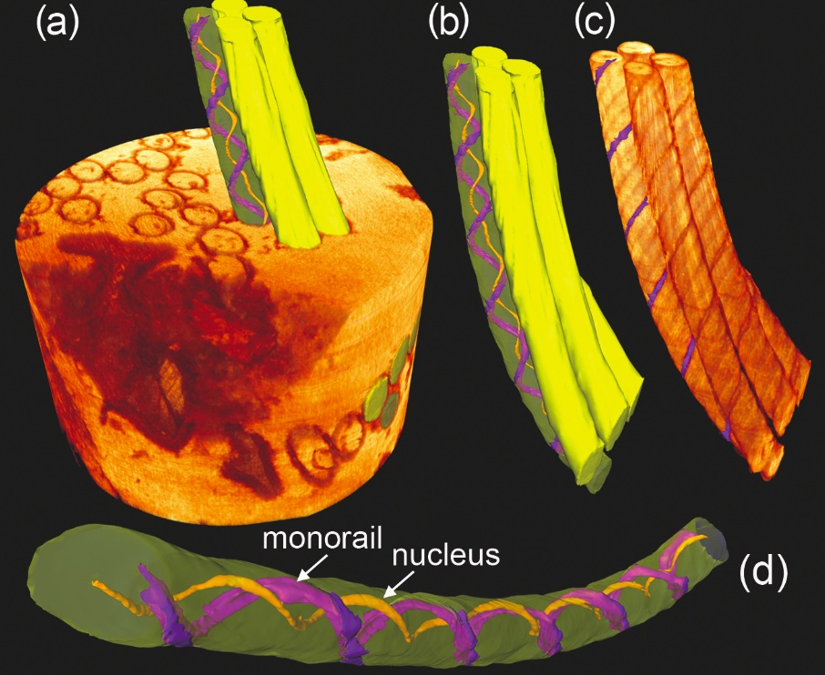 reconstructed giant sperm from miocene