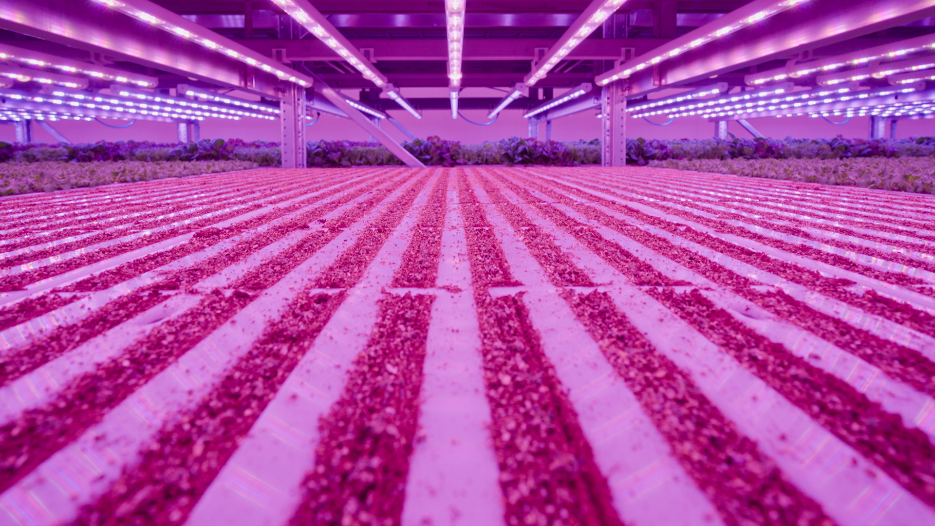 An indoor field with purple lights and rows of growing plants