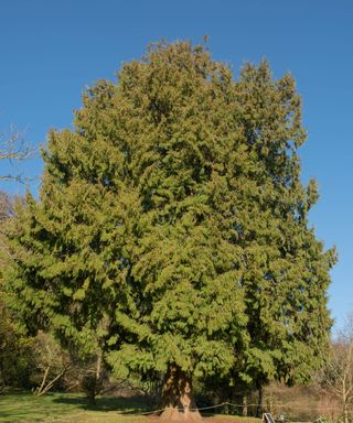 Large evergreen Thuja 'Green Giant'