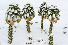 Brussel Sprout Crops Covered In Snow